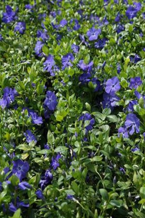 БАРВІНОК малий  Deep Blue